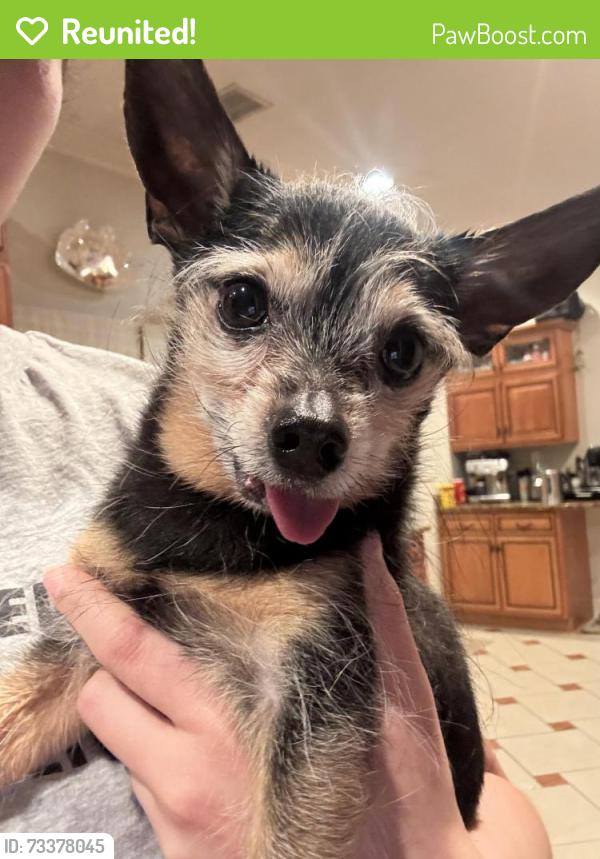Reunited Male Dog last seen Mountain rd between Timberline dr, Roxbury Township, NJ 07836