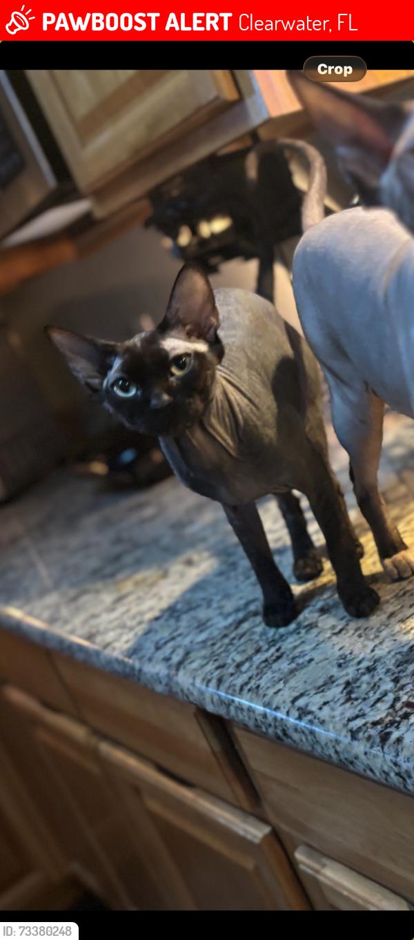 Lost Male Cat last seen 150th ave N. And 63rd way n., Clearwater, FL 33760