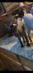 Lost Male Cat last seen 150th ave N. And 63rd way n., Clearwater, FL 33760