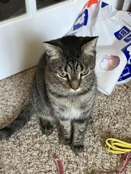 Lost Male Cat last seen Deselm way and Eastgate, Boise, ID 83716