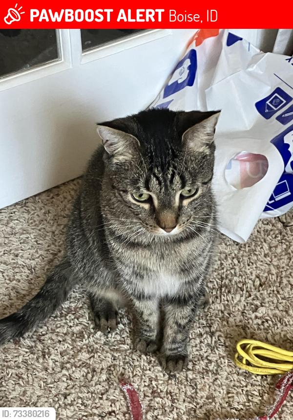 Lost Male Cat last seen Deselm way and Eastgate, Boise, ID 83716