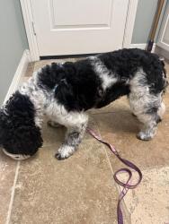 Reunited Female Dog last seen Sitio Tortuga & Corintia, Carlsbad, CA 92009