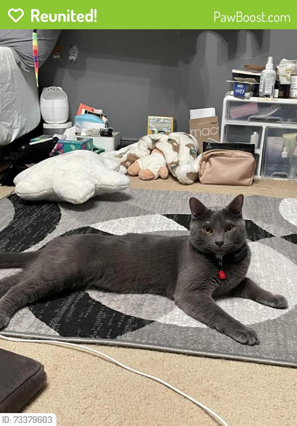Reunited Male Cat last seen Near Trinity Woods Dr Raleigh 27607, Raleigh, NC 27513