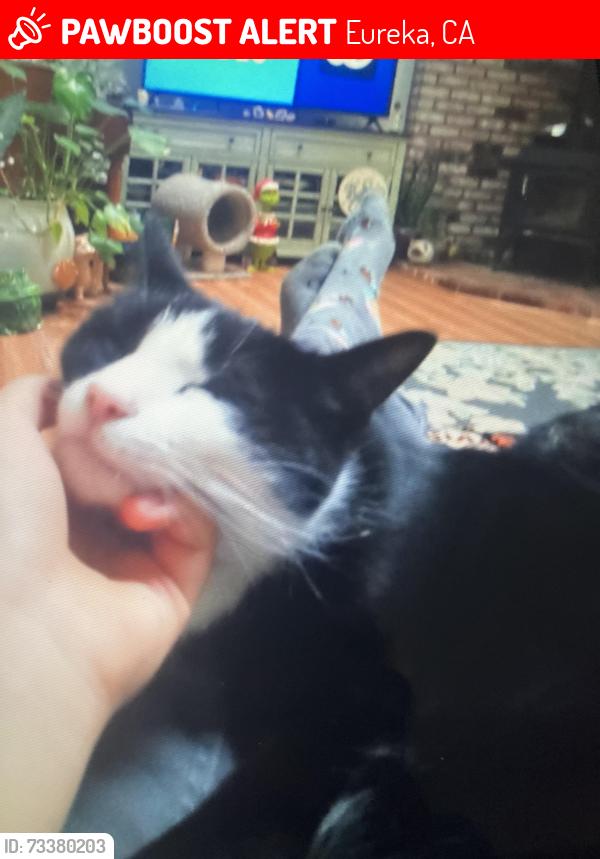 Lost Male Cat last seen Leslie rd, Eureka, CA 95503
