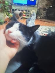 Lost Male Cat last seen Leslie rd, Eureka, CA 95503