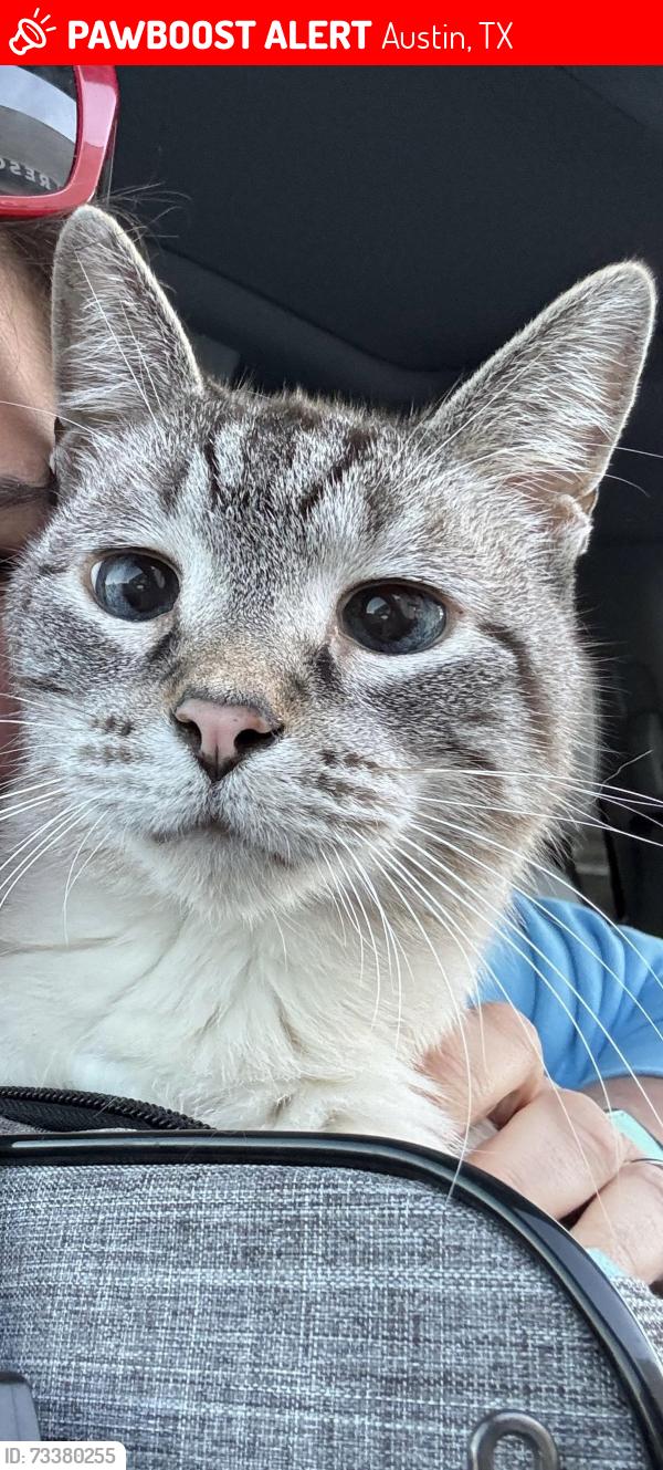 Lost Male Cat last seen Sierra Arbor Ct 78759, Austin, TX 78759