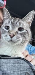 Lost Male Cat last seen Sierra Arbor Ct 78759, Austin, TX 78759