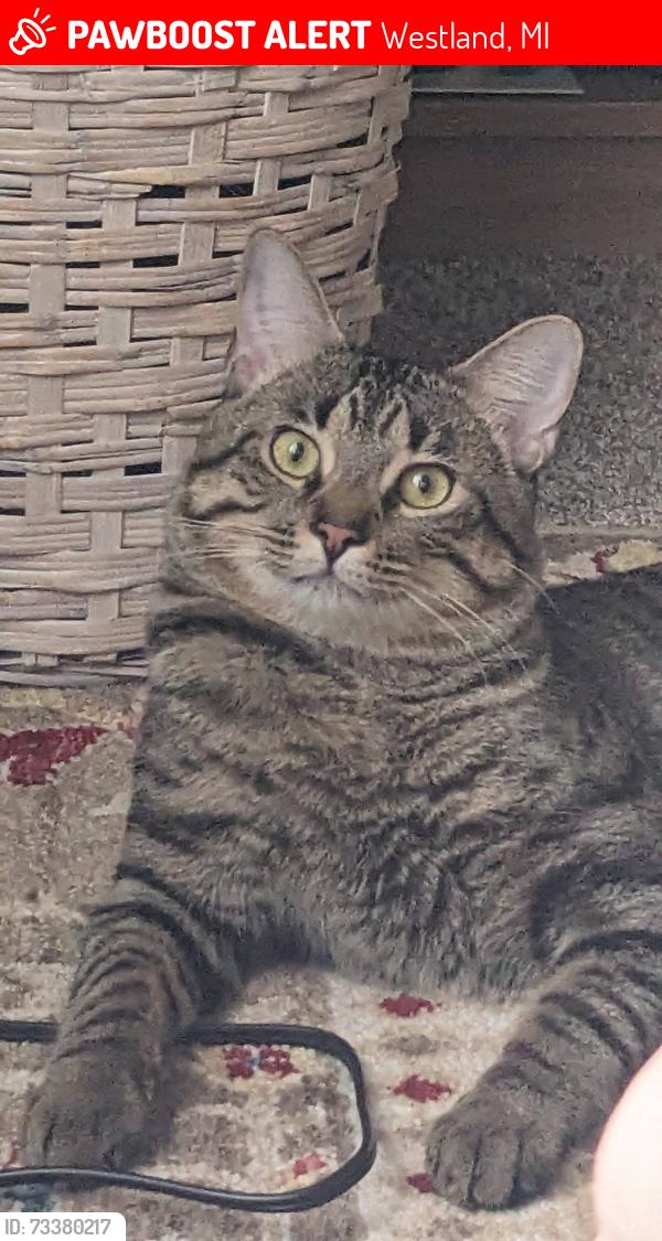 Lost Male Cat last seen Liberty Blvd, North Merriman, Westland, MI 48185