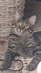 Lost Male Cat last seen Liberty Blvd, North Merriman, Westland, MI 48185