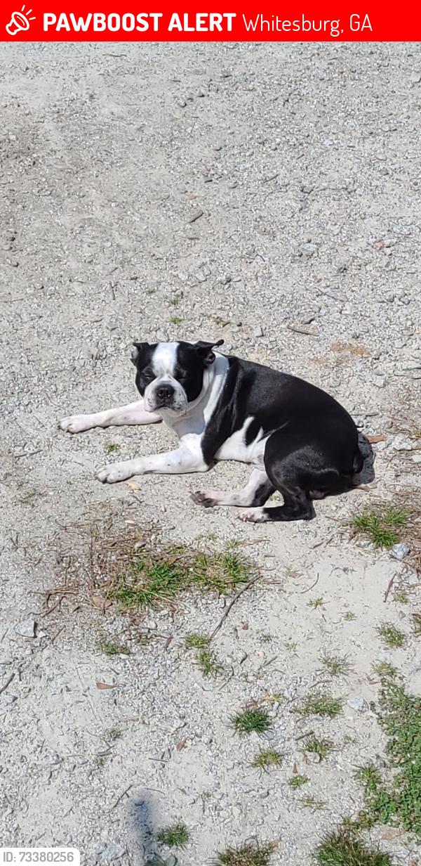 Lost Male Dog last seen Highway 5, Whitesburg, GA 30185