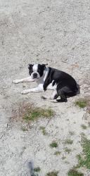 Lost Male Dog last seen Highway 5, Whitesburg, GA 30185