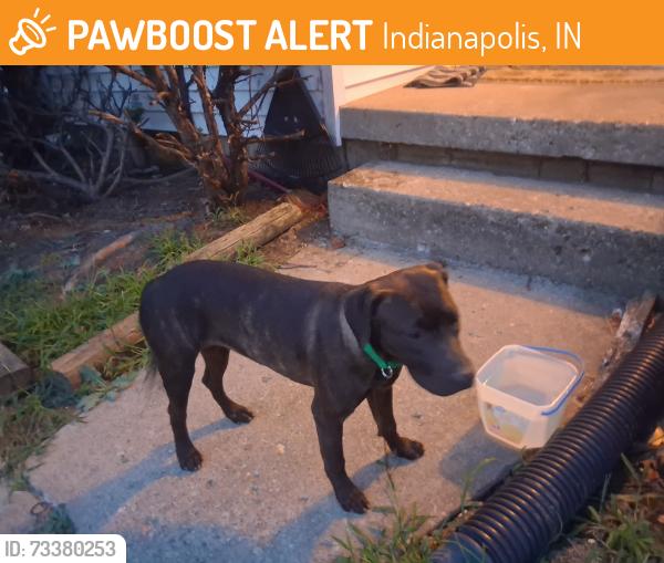 Found/Stray Female Dog last seen Keystone and National, Indianapolis, IN 46227