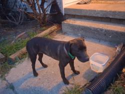 Found/Stray Female Dog last seen Keystone and National, Indianapolis, IN 46227