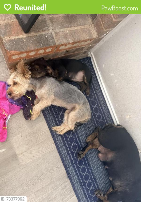 Reunited Male Dog last seen Tulane and Rice, Rowlett, TX 75088