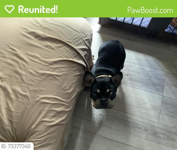 Reunited Female Dog last seen Cleveland Ave bay point, Bay Point, CA 94565