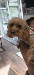 Lost Female Dog last seen 135th Street and 100 Court, Miami, FL 33176