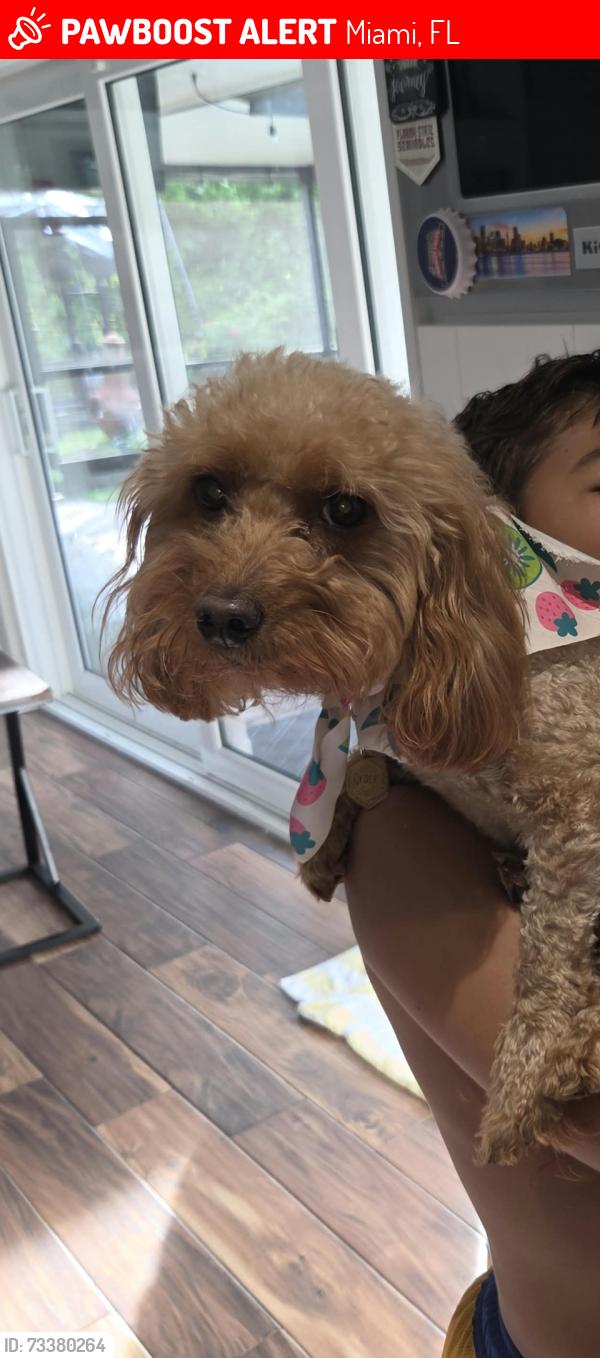 Lost Female Dog last seen 135th Street and 100 Court, Miami, FL 33176