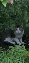 Found/Stray Unknown Cat last seen Ryder, Dix Hills, NY 117466052