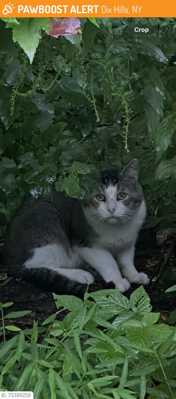 Found/Stray Unknown Cat last seen Ryder, Dix Hills, NY 117466052