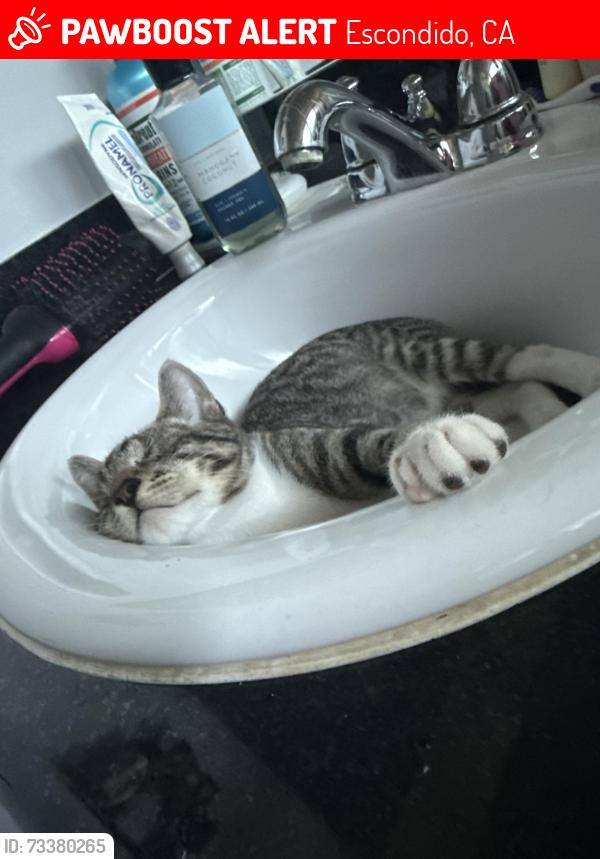 Lost Male Cat last seen Boyle and oak hill, Escondido, CA 92046