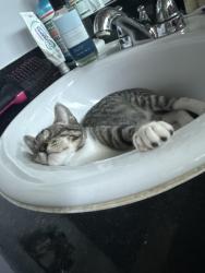 Lost Male Cat last seen Boyle and oak hill, Escondido, CA 92046