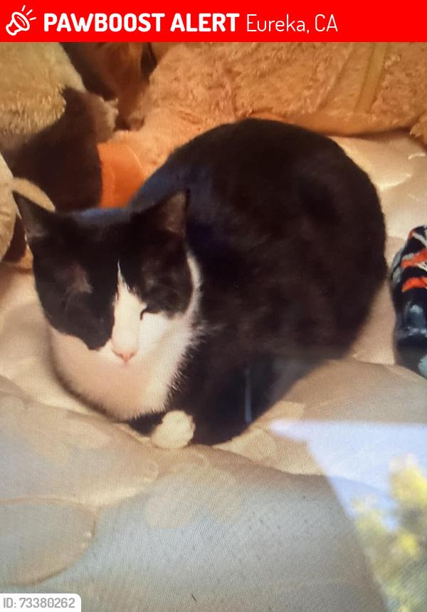 Lost Male Cat last seen Eureka California Leslie road is were he lived, Eureka, CA 95503