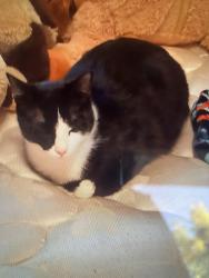 Lost Male Cat last seen Eureka California Leslie road is were he lived, Eureka, CA 95503