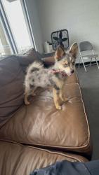 Lost Female Dog last seen Anderson Dr, Auburndale, FL 33823