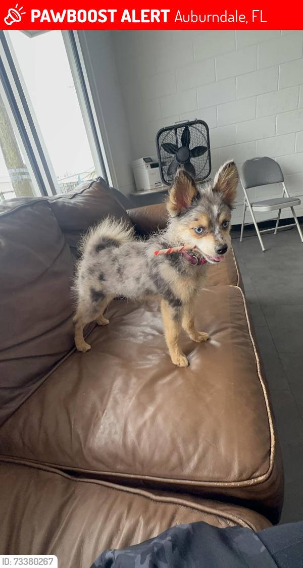 Lost Female Dog last seen Anderson Dr, Auburndale, FL 33823