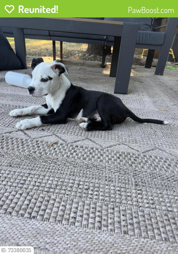 Reunited Female Dog last seen Antigua and Rosser, Dallas, TX 75244