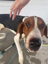 Reunited Male Dog last seen Midland Fosterville, Rutherford County, TN 37020
