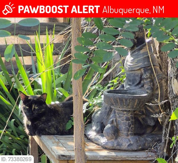 Lost Female Cat last seen Near Duranes park and Montessori on the Rio Grande, Albuquerque, NM 87104