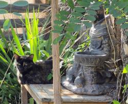 Lost Female Cat last seen Near Duranes park and Montessori on the Rio Grande, Albuquerque, NM 87104