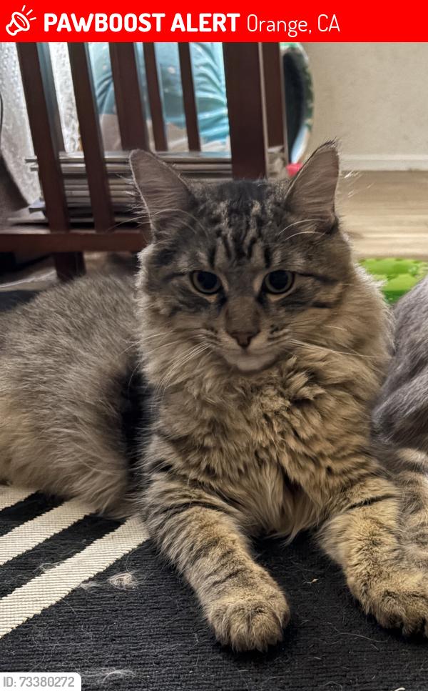 Lost Male Cat last seen White water way and river trail rd, Orange, CA 92865