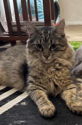 Lost Male Cat last seen White water way and river trail rd, Orange, CA 92865