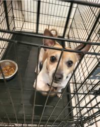 Reunited Male Dog last seen Palomar& turnpike feeder rd, Lakewood Park, FL 34951