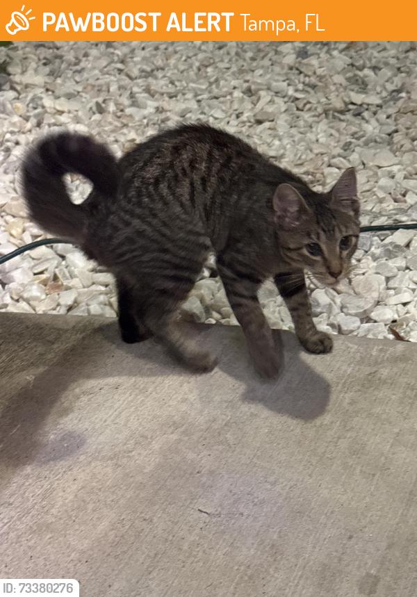 Found/Stray Male Cat last seen Gomez and lemon street, Tampa, FL 33609