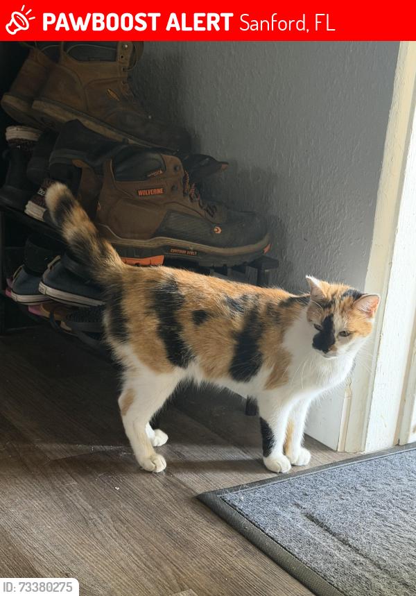 Lost Female Cat last seen 18th & William Clark Ave near Sanford Middle School, Sanford, FL 32771