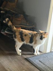 Lost Female Cat last seen 18th & William Clark Ave near Sanford Middle School, Sanford, FL 32771