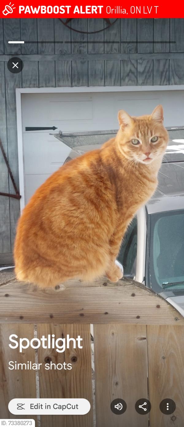 Lost Male Cat last seen Drinkwater dr and Francis st, Orillia, ON L3V 6T7
