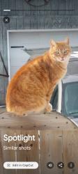 Lost Male Cat last seen Drinkwater dr and Francis st, Orillia, ON L3V 6T7