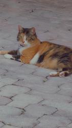 Lost Female Cat last seen N/A, Coral Springs, FL 33065