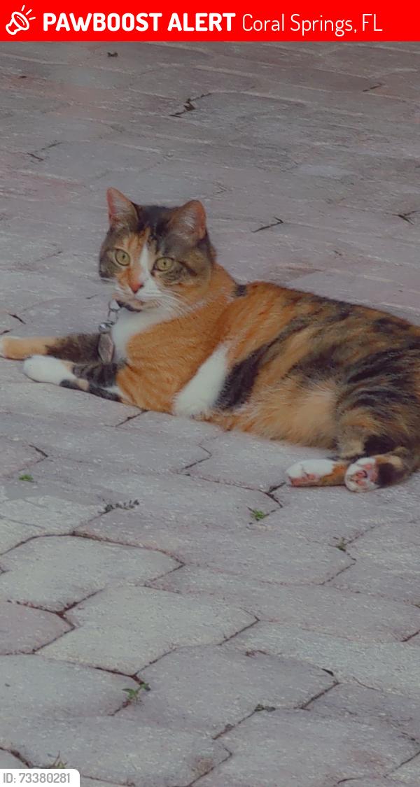 Lost Female Cat last seen N/A, Coral Springs, FL 33065