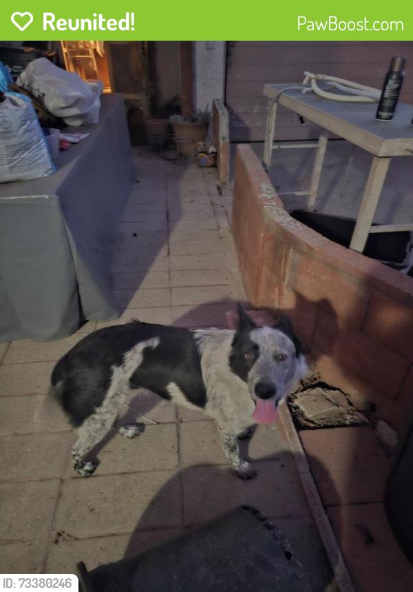 Reunited Female Dog last seen California Ave & W Vine Ave, West Covina, CA 91790, USA, West Covina, CA 91790