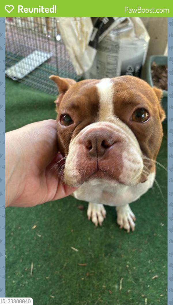 Reunited Female Dog last seen Farmbrooke, Winston-Salem, NC 27103