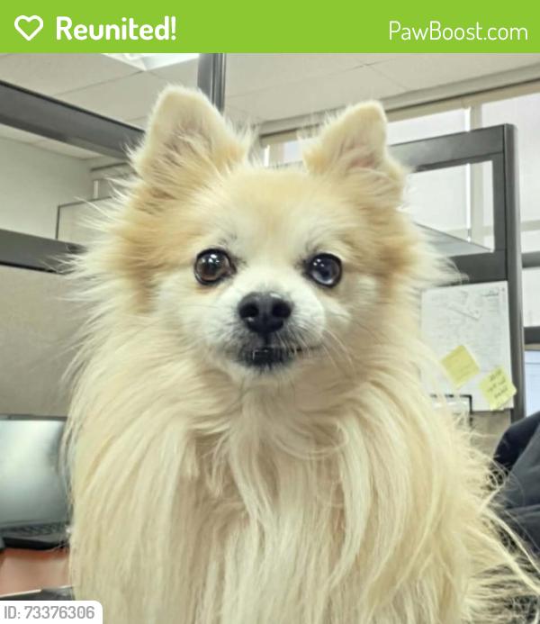 Reunited Male Dog last seen Antioch, TN, Nashville, TN 37013