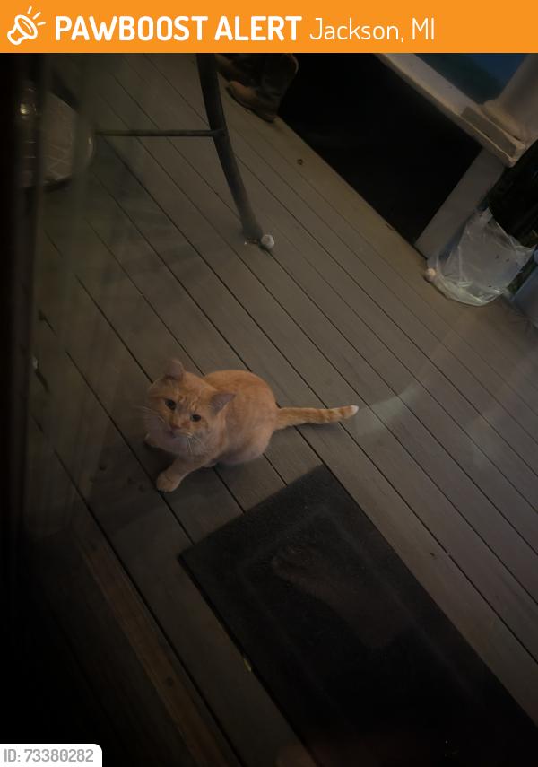 Found/Stray Male Cat last seen Wildwood, Jackson, MI 49202