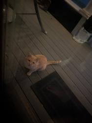 Found/Stray Male Cat last seen Wildwood, Jackson, MI 49202