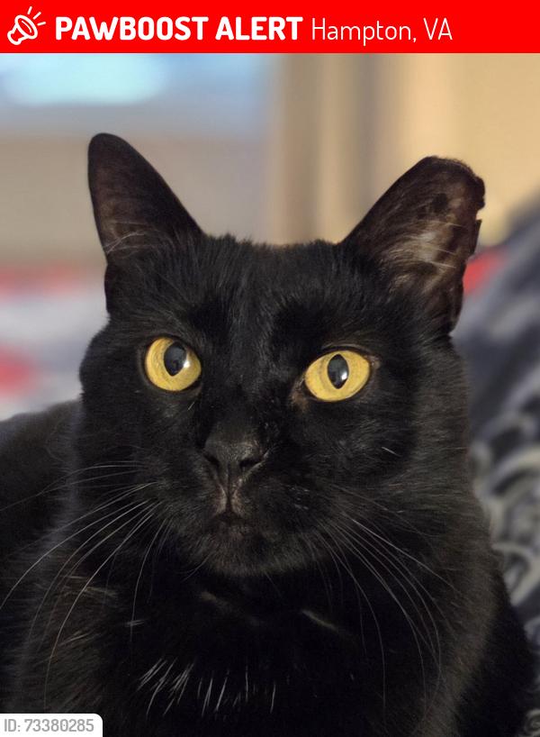Lost Male Cat last seen Foxhill Village Apts, Hampton, VA 23669