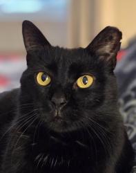 Lost Male Cat last seen Foxhill Village Apts, Hampton, VA 23669